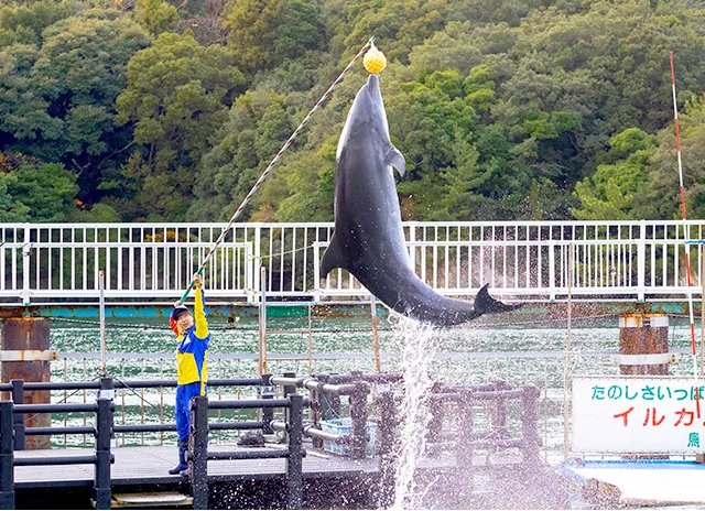 🐬 돌고래 섬 (이루카지마)